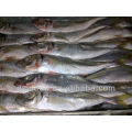 Frozen Horse Mackerel Fish